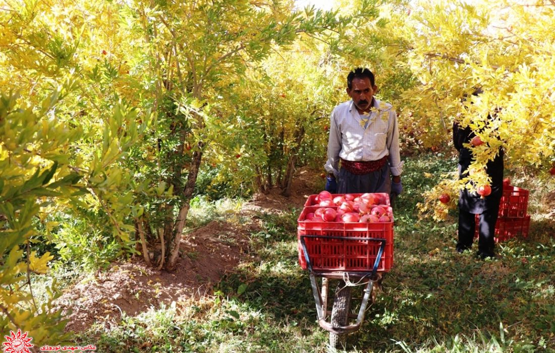 امسال ۲۰ هزار تن انار از باغ های شهرضا برداشت می شود