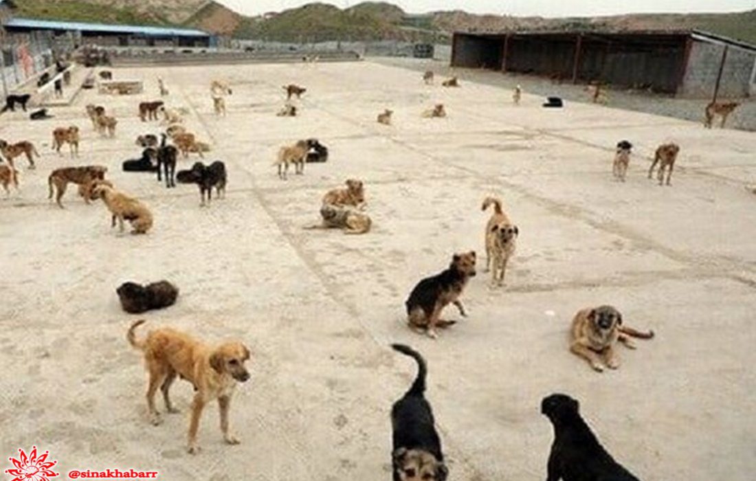 رهاسازی «سگ‌های ولگرد» در اطراف دهاقان باعث مردم ترس و نگرانی می شود