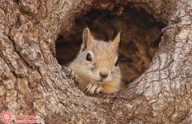 سنجاب ایرانی در زیستگاه سمیرم رها سازی شد