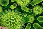 چرا میکروب‌ها به رشد و نمو در فضای زیر ناخن‌ها علاقه دارند؟