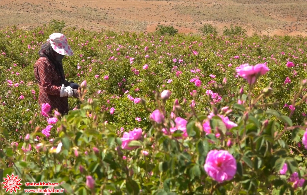برداشت گل محمدی از ۱۰۰ هکتار گلستان‌های شهرستان سمیرم  آغاز شد
