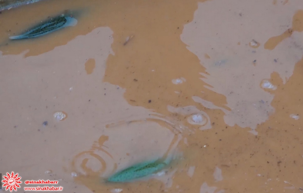  بارندگی ها به ۷ مزرعه پرورش ماهی در شهرستان سمیرم  خسارت وارد کرد