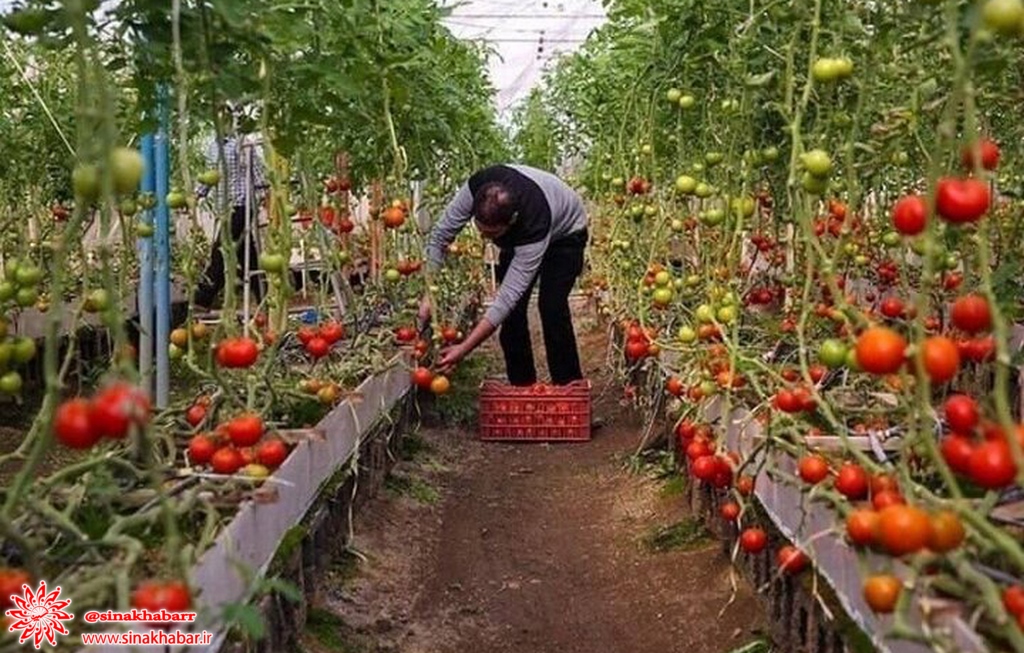 شهرک گلخانه‌ای در شهرستان سمیرم  تاسیس می شود