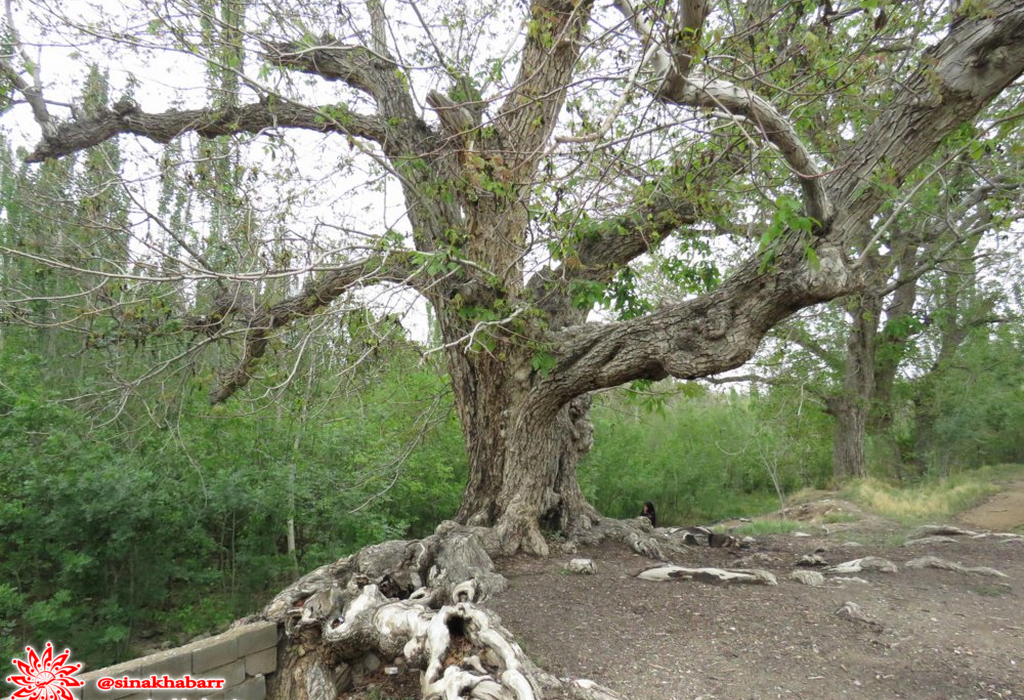 ریشه‌های درخت گردوی ۵۰۰ ساله در روستای اسفرجان شهرضا، جان گرفت