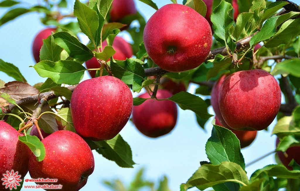 ۹۰ هزار تن سیب درختی از باغات سمیرم برداشت شد