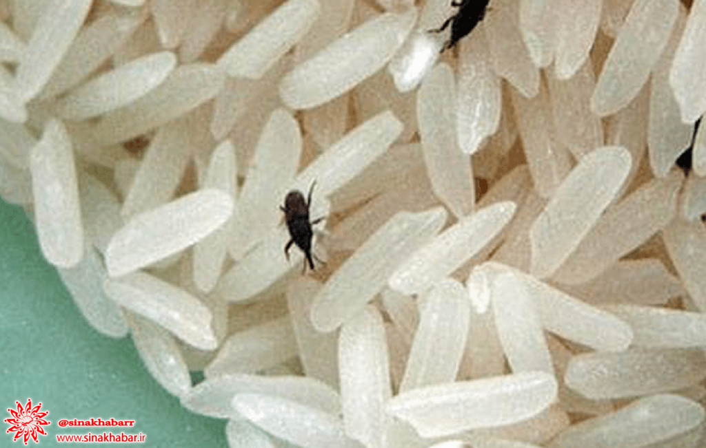حشره های داخل کیسه برنج را چگونه از بین ببریم؟