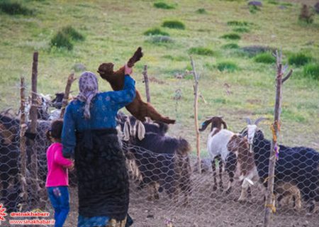 سهم قابل‌توجه عشایر در تولید محصولات دامی/تولید ۳۵ درصد از صنایع‌دستی استان توسط عشایر