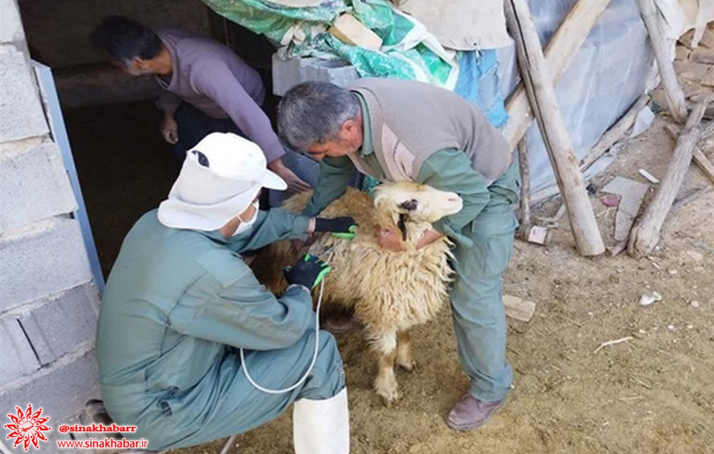 اجرای طرح واکسیناسیون رایگان تب برفکی در دام های سبک و سنگین شهرستان سمیرم آغاز شد