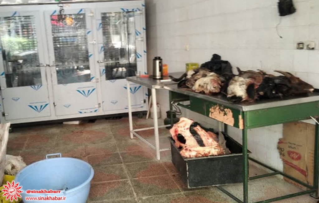۱۶ لاشه گوسفند کشتار غیر مجاز در شهرستان شهرضا کشف و ضبط شد