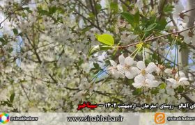شکوفه های آلبالو در روستای اسفرجان شهرضا