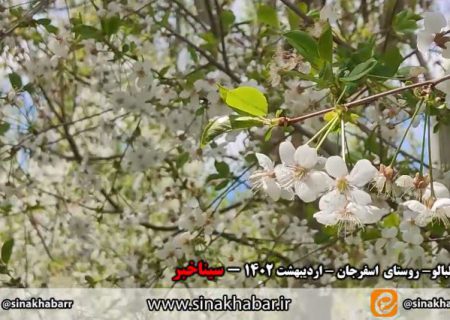 شکوفه های آلبالو در روستای اسفرجان شهرضا