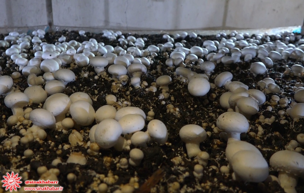 سالانه ۵۵۰ تن قارچ در واحد پرورش وردشت سمیرم تولید می شود