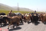 پشم چینی گوسفندان سنت بهاره عشایر قشقایی در سمیرم آغاز شد