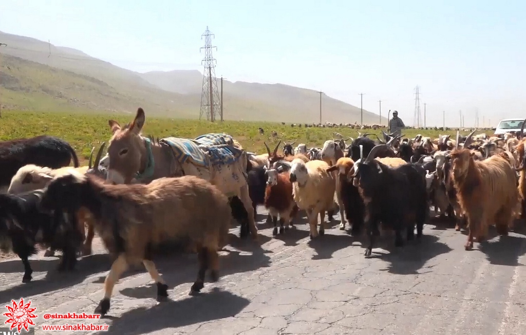 پشم چینی گوسفندان سنت بهاره عشایر قشقایی در سمیرم آغاز شد