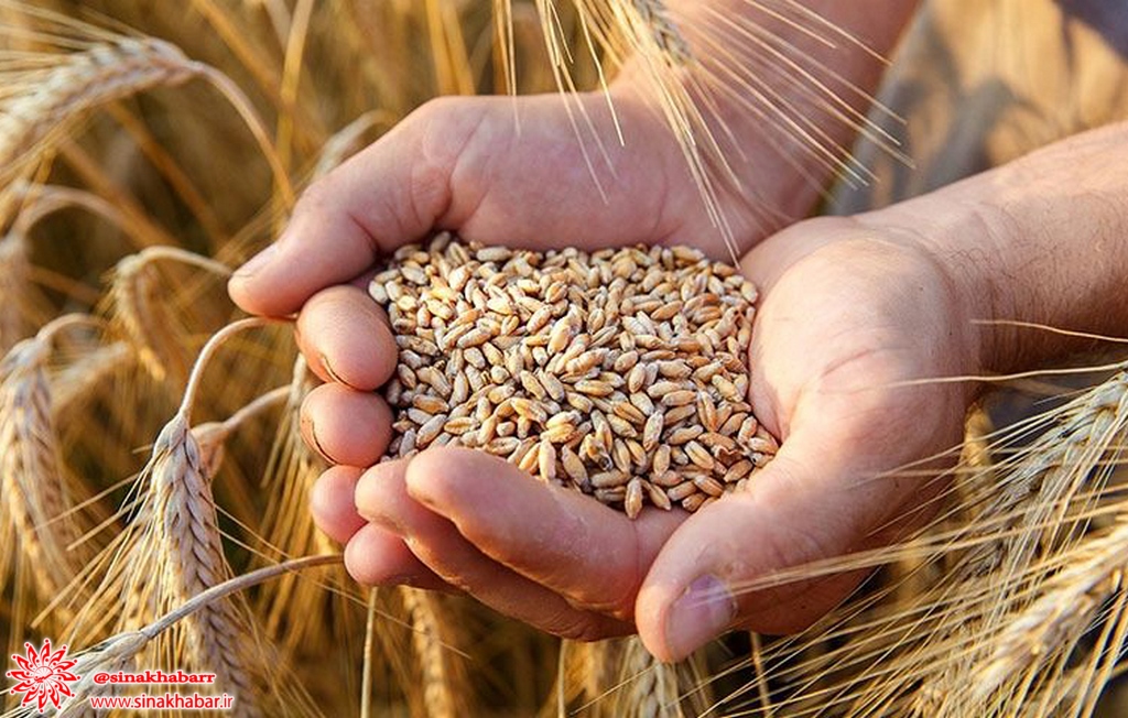 قیمت گندم افزایش یافت