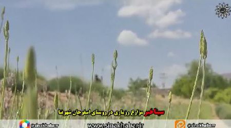 تصاویر مزارع رزماری روستای اسفرجان شهرضا