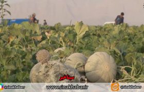 برداشت طالبی از مزارع شهرستان شهرضا