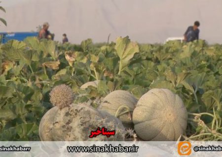 برداشت طالبی از مزارع شهرستان شهرضا