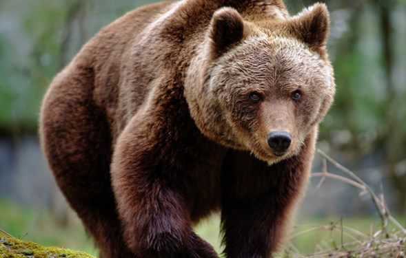 ورود خرس به باغات شهرستان سمیرم
