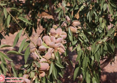 باردهی باغ بادام نمونه در شهرضا پس از دو سال