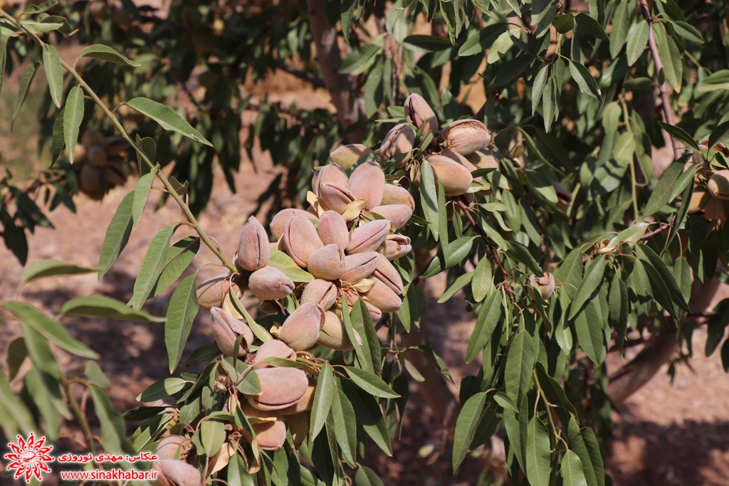 باغ بادام نمونه در شهرضا پس از دو سال به باردهی رسید