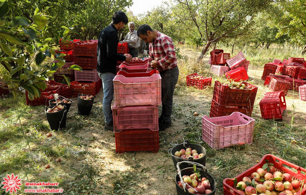توسعه کشت سیب سمیرم نیازمند حمایت و تسهیلات بیشتر است
