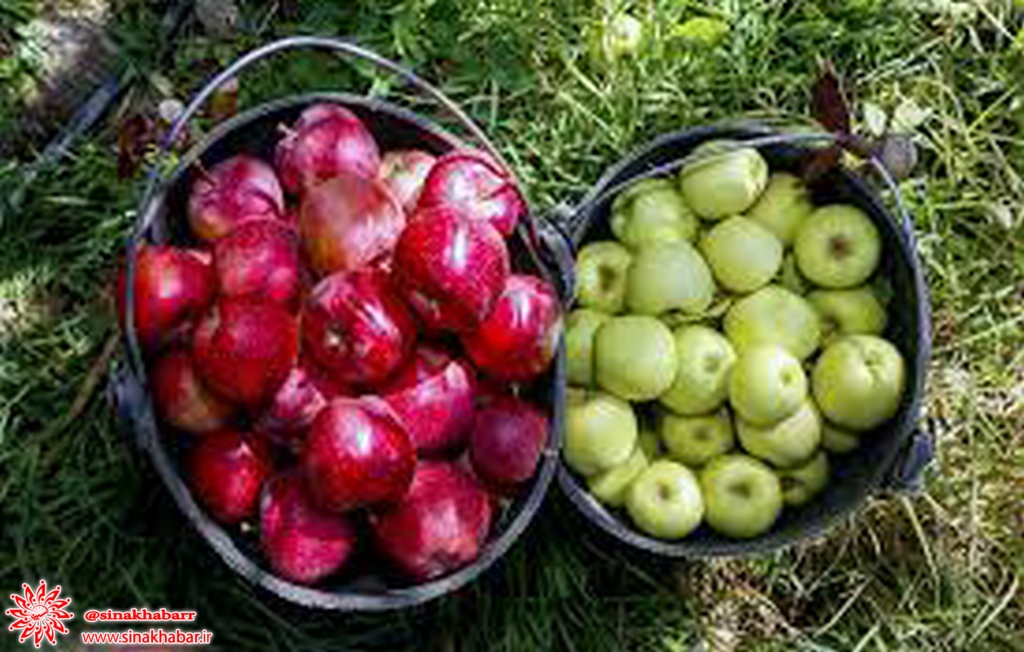 ۱۸۵ هزار تن سیب درختی در سمیرم برداشت می شود