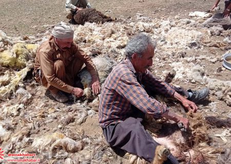 کلاهی که بر سر پشم عشایر می‌رود