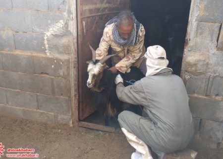 بیش از ۱۹ هزار راس دام در مقابل بیماری تب برفکی درشهرضا واکسینه شدند