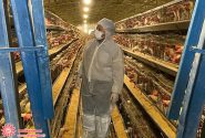 جوجه ریزی مرغ تخمگذار در شهرضا بیش از ۲۳ درصد افزایش یافت