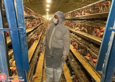 جوجه ریزی مرغ تخمگذار در شهرضا بیش از ۲۳ درصد افزایش یافت