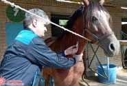 بیماری مشمشه در واحدهای پرورش اسب در شهرضا رصد و پایش شد