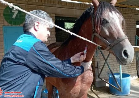 بیماری مشمشه در واحدهای پرورش اسب در شهرضا رصد و پایش شد