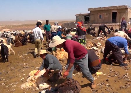 عشایر سمیرم، مهم‌ترین تولید کنندگان پشم استان هستند