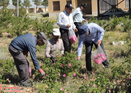 بیش از یک هزار لیتر گلاب از مزرعه آزمایشی گل محمدی دانشگاه آزاد دهاقان استحصال شد