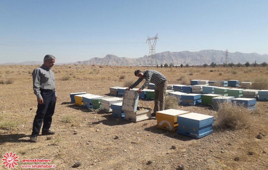 طرح سرشماری زنبور عسل در شهرستان شهرضا اجرا شد