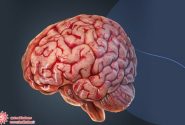 ۳ کاری که مغز را نابود می‌کنند
