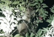 مشاهده سمور سنگی در تنگ خرسی شهرستان سمیرم