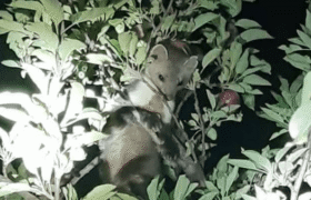 مشاهده سمور سنگی در تنگ خرسی شهرستان سمیرم