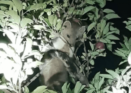 مشاهده سمور سنگی در تنگ خرسی شهرستان سمیرم