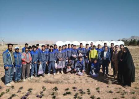 تولید ۲۰ کیلو طلای سرخ در هر هکتار به دست دانش‌آموزان شهرضا