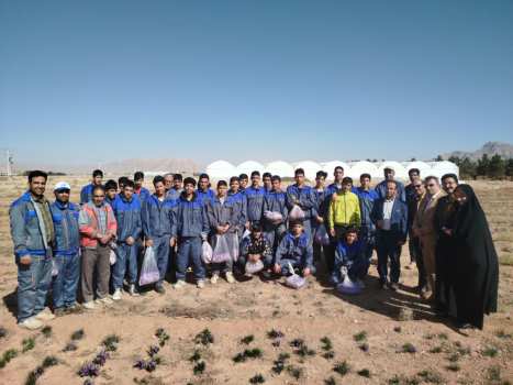 تولید ۲۰ کیلو طلای سرخ در هر هکتار به دست دانشآموزان شهرضا