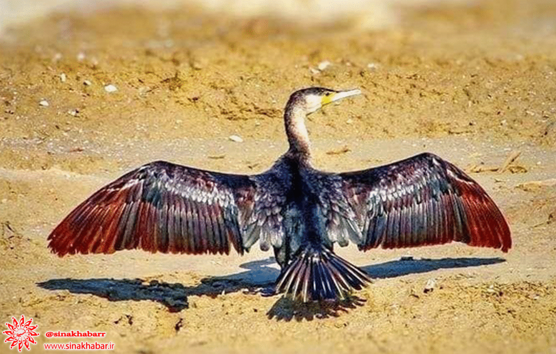 مشاهده پرنده‌ای نادر در زیستگاه‌های آبی شهرضا