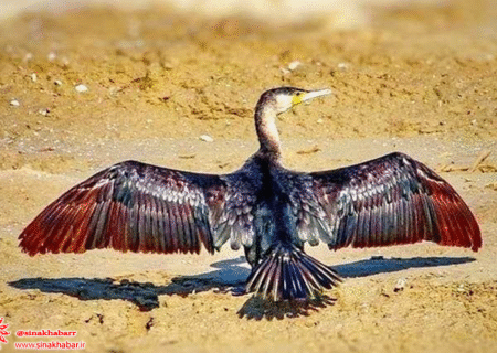 مشاهده پرنده‌ای نادر در زیستگاه‌های آبی شهرضا