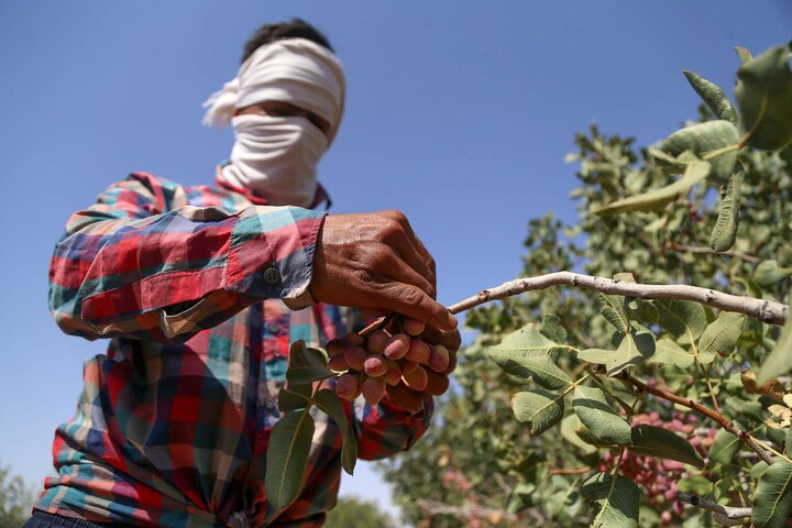 دستگیری سارقان باغ ها با هوشمندی پلیس در شهرضا