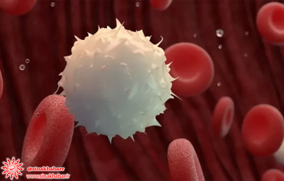 اهمیت و نقش گلبول های سفید در بدن