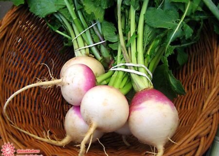 بررسی خواص شلغم از منظر طب سنتی ایرانی