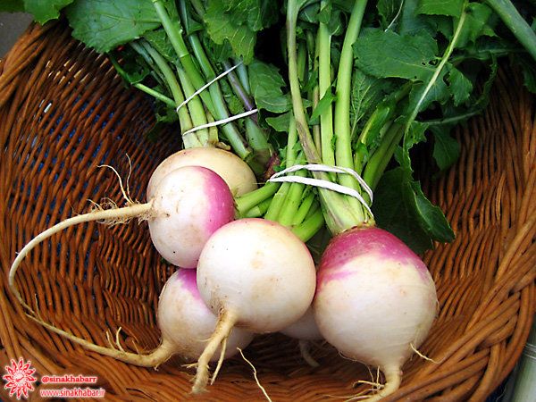 بررسی خواص شلغم از منظر طب سنتی ایرانی