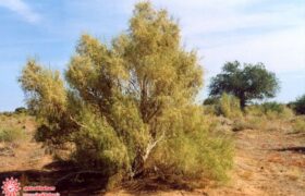 دستگیری متخلف قطع درختان تاغ در جرقویه