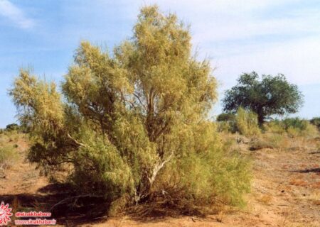 دستگیری متخلف قطع درختان تاغ در جرقویه